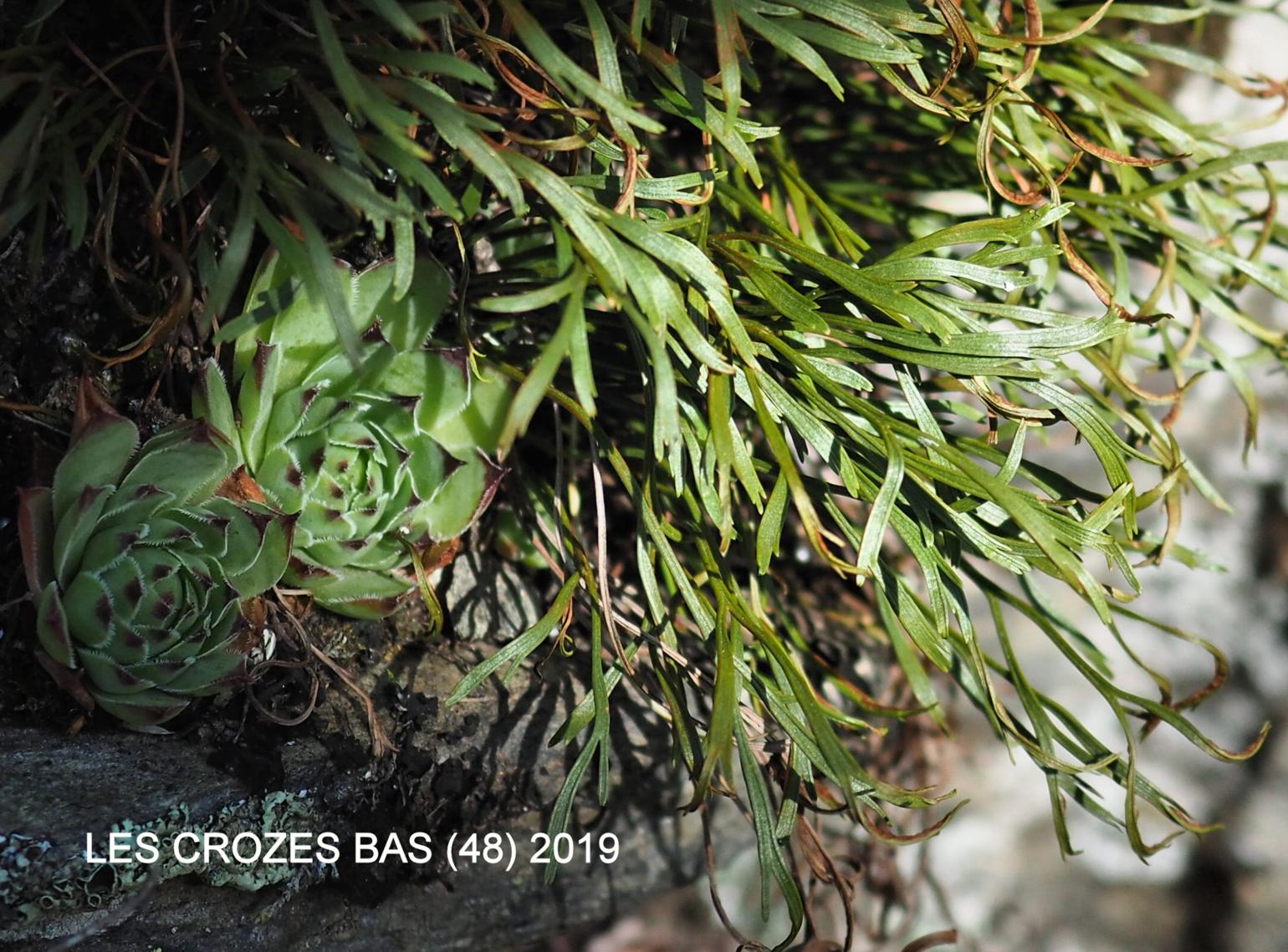 Spleenwort, Forked